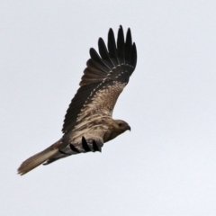 Haliastur sphenurus at Fyshwick, ACT - 22 Apr 2022