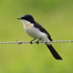 Myiagra inquieta (Restless Flycatcher) at Fyshwick, ACT - 22 Apr 2022 by RodDeb