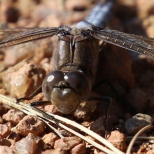 Orthetrum caledonicum at Fadden, ACT - 23 Apr 2022