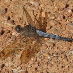 Orthetrum caledonicum at Fadden, ACT - 23 Apr 2022