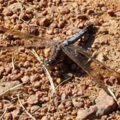 Orthetrum caledonicum at Fadden, ACT - 23 Apr 2022