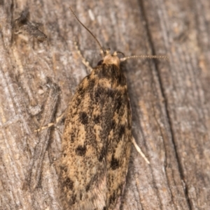 Hofmannophila pseudospretella at Melba, ACT - 14 Mar 2022