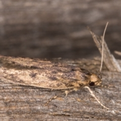 Hofmannophila pseudospretella at Melba, ACT - 14 Mar 2022