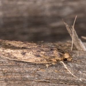 Hofmannophila pseudospretella at Melba, ACT - 14 Mar 2022 10:49 PM