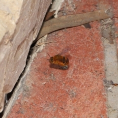 Amegilla (Asaropoda) sp. (genus & subgenus) (Teddy Bear Bee) at Wellington Point, QLD - 5 Apr 2022 by TimL