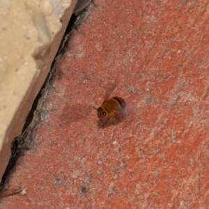 Amegilla (Asaropoda) sp. (genus & subgenus) at Wellington Point, QLD - suppressed