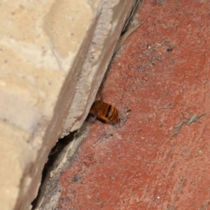 Amegilla (Asaropoda) sp. (genus & subgenus) at Wellington Point, QLD - suppressed