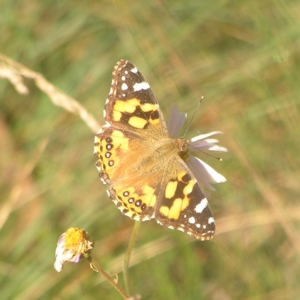 Vanessa kershawi at Cotter River, ACT - 23 Apr 2022 09:09 AM