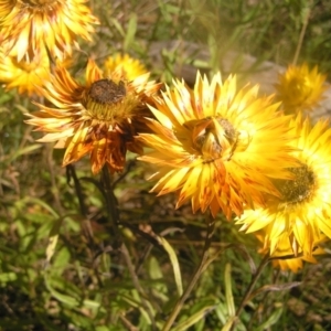 Xerochrysum subundulatum at Cotter River, ACT - 23 Apr 2022