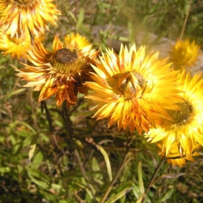 Xerochrysum subundulatum (Alpine Everlasting) at Namadgi National Park - 22 Apr 2022 by MatthewFrawley