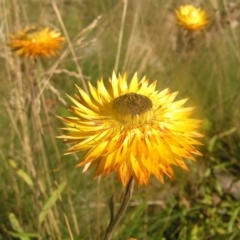 Xerochrysum subundulatum at Cotter River, ACT - 23 Apr 2022