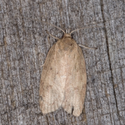 Garrha (genus) (A concealer moth) at Melba, ACT - 14 Mar 2022 by kasiaaus