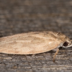 Garrha (genus) at Melba, ACT - 15 Mar 2022 12:03 AM