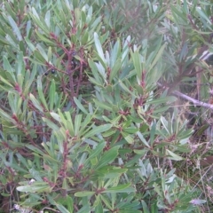 Tasmannia lanceolata (Mountain Pepper) at Cotter River, ACT - 23 Apr 2022 by MatthewFrawley