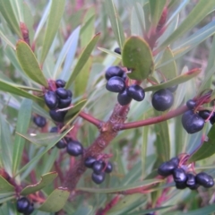 Tasmannia lanceolata at Cotter River, ACT - 23 Apr 2022