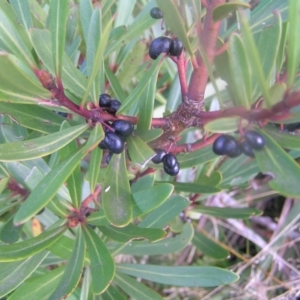 Tasmannia lanceolata at Cotter River, ACT - 23 Apr 2022
