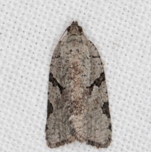 Meritastis pyrosemana at Melba, ACT - 15 Mar 2022 12:10 AM