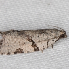 Meritastis pyrosemana at Melba, ACT - 15 Mar 2022 12:10 AM