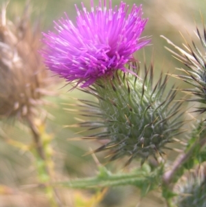 Cirsium vulgare at Cotter River, ACT - 23 Apr 2022