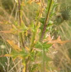 Cirsium vulgare at Cotter River, ACT - 23 Apr 2022