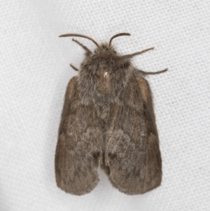 Pernattia pusilla at Melba, ACT - 15 Mar 2022