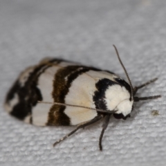 Thallarcha albicollis at Melba, ACT - 15 Mar 2022 12:11 AM