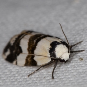 Thallarcha albicollis at Melba, ACT - 15 Mar 2022 12:11 AM