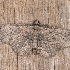 Geometridae (family) ADULT at Melba, ACT - 15 Mar 2022 by kasiaaus