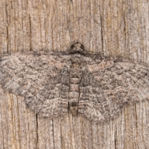 Geometridae (family) ADULT at Melba, ACT - 15 Mar 2022