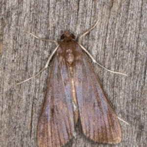Pyraustinae (subfamily) at Melba, ACT - 15 Mar 2022