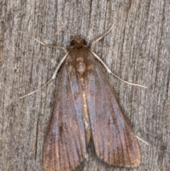 Unidentified Pyralid or Snout Moth (Pyralidae & Crambidae) (TBC) at Melba, ACT - 15 Mar 2022 by kasiaaus