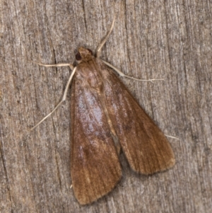 Pyraustinae (subfamily) at Melba, ACT - 15 Mar 2022