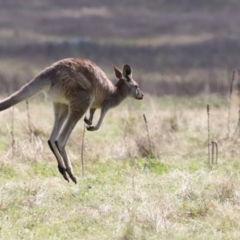 Macropus giganteus (Eastern Grey Kangaroo) at Namadgi National Park - 23 Apr 2022 by JimL