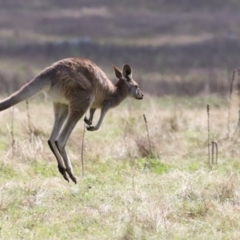 Macropus giganteus (Eastern Grey Kangaroo) at Rendezvous Creek, ACT - 23 Apr 2022 by JimL