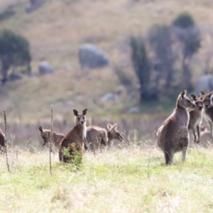 Macropus giganteus at Rendezvous Creek, ACT - 23 Apr 2022 01:11 PM