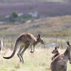 Macropus giganteus at Rendezvous Creek, ACT - 23 Apr 2022 01:11 PM