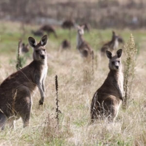 Macropus giganteus at Rendezvous Creek, ACT - 23 Apr 2022 01:11 PM