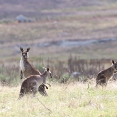 Macropus giganteus at Rendezvous Creek, ACT - 23 Apr 2022 01:11 PM