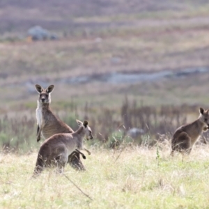 Macropus giganteus at Rendezvous Creek, ACT - 23 Apr 2022 01:11 PM