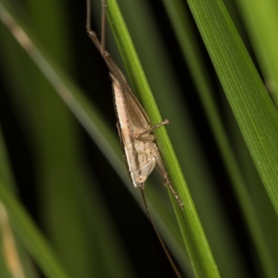 Conocephalus semivittatus (Meadow katydid) at Melba, ACT - 15 Mar 2022 by kasiaaus