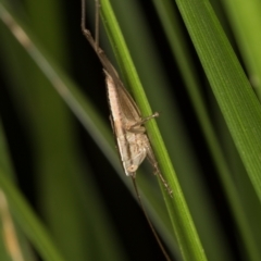 Conocephalus semivittatus (Meadow katydid) at Melba, ACT - 15 Mar 2022 by kasiaaus
