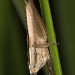 Conocephalus semivittatus at Melba, ACT - 15 Mar 2022 10:37 PM