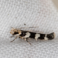 Limnaecia camptosema (A Cosmet moth (Cosmopteriginae) at Melba, ACT - 15 Mar 2022 by kasiaaus