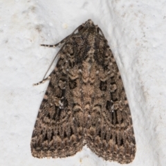 Hypoperigea tonsa (A Noctuid moth (Acronictinae) at Melba, ACT - 16 Mar 2022 by kasiaaus
