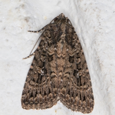 Hypoperigea tonsa (A Noctuid moth (Acronictinae) at Melba, ACT - 16 Mar 2022 by kasiaaus