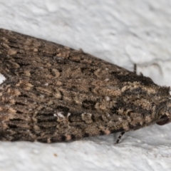 Hypoperigea tonsa at Melba, ACT - 16 Mar 2022 10:36 PM