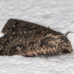 Hypoperigea tonsa at Melba, ACT - 16 Mar 2022 10:36 PM