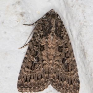 Hypoperigea tonsa at Melba, ACT - 16 Mar 2022 10:36 PM