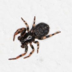 Trachycosmus sculptilis (Not-flat Trochanteriid Spider) at Melba, ACT - 16 Mar 2022 by kasiaaus