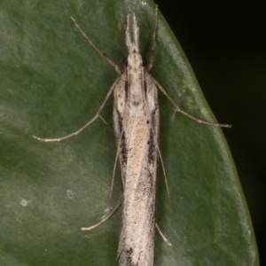 Tawhitia pentadactylus at Melba, ACT - 16 Mar 2022 10:36 PM